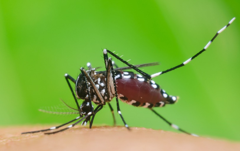 Puntos clave para control del mosquito tigre Puntos clave para control del mosquito tigre